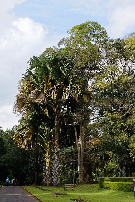Kandy-Botanical garden-008